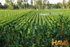 Hava Asia – Đồng hành cùng các Thương vụ M&A Thượng tầng