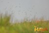 Phá vỡ tư duy "Vay thế chấp tài sản mẹ" cho các Đại dự án
