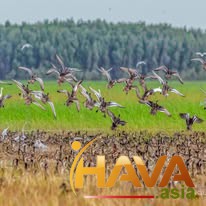 Sức mạnh của "Nguồn vốn thông minh"