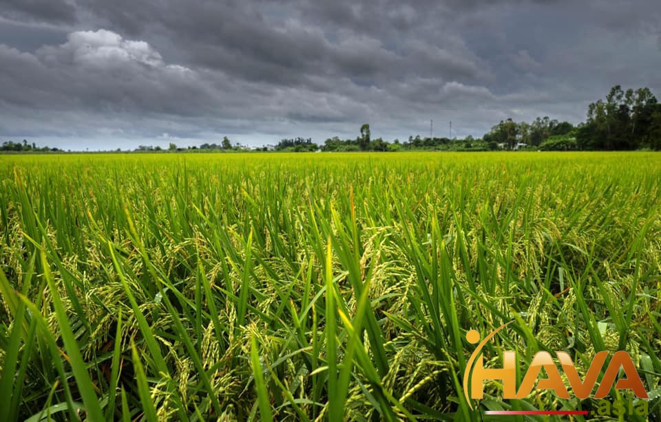 CHUYỂN ĐỔI SỐ XANH CÙNG HAVA ASIA: SỞ HỮU NGAY E-CARD ĐỘC QUYỀN TRONG 30 GIÂY, 99k