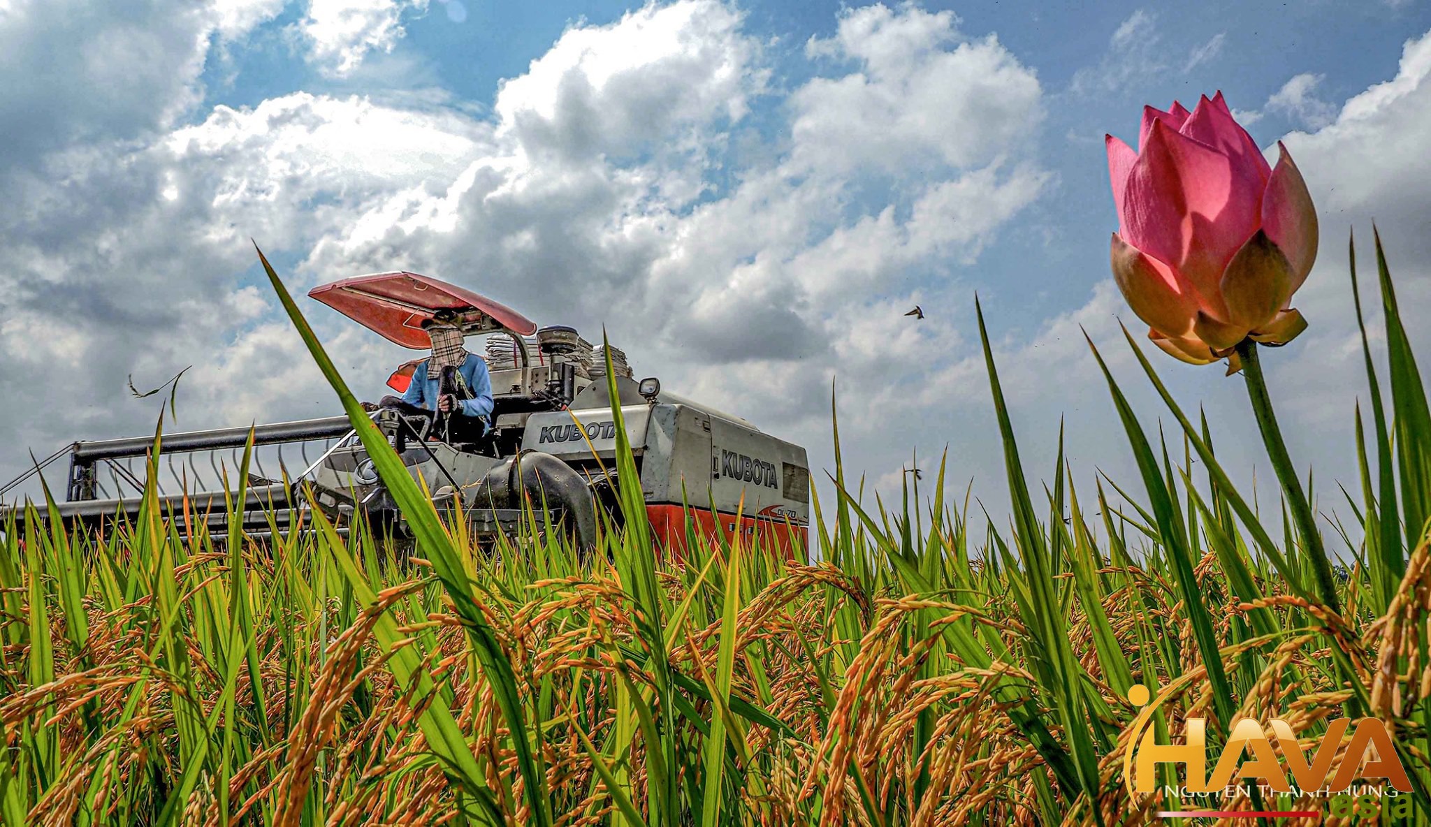 Hạt mầm hoàn hảo
