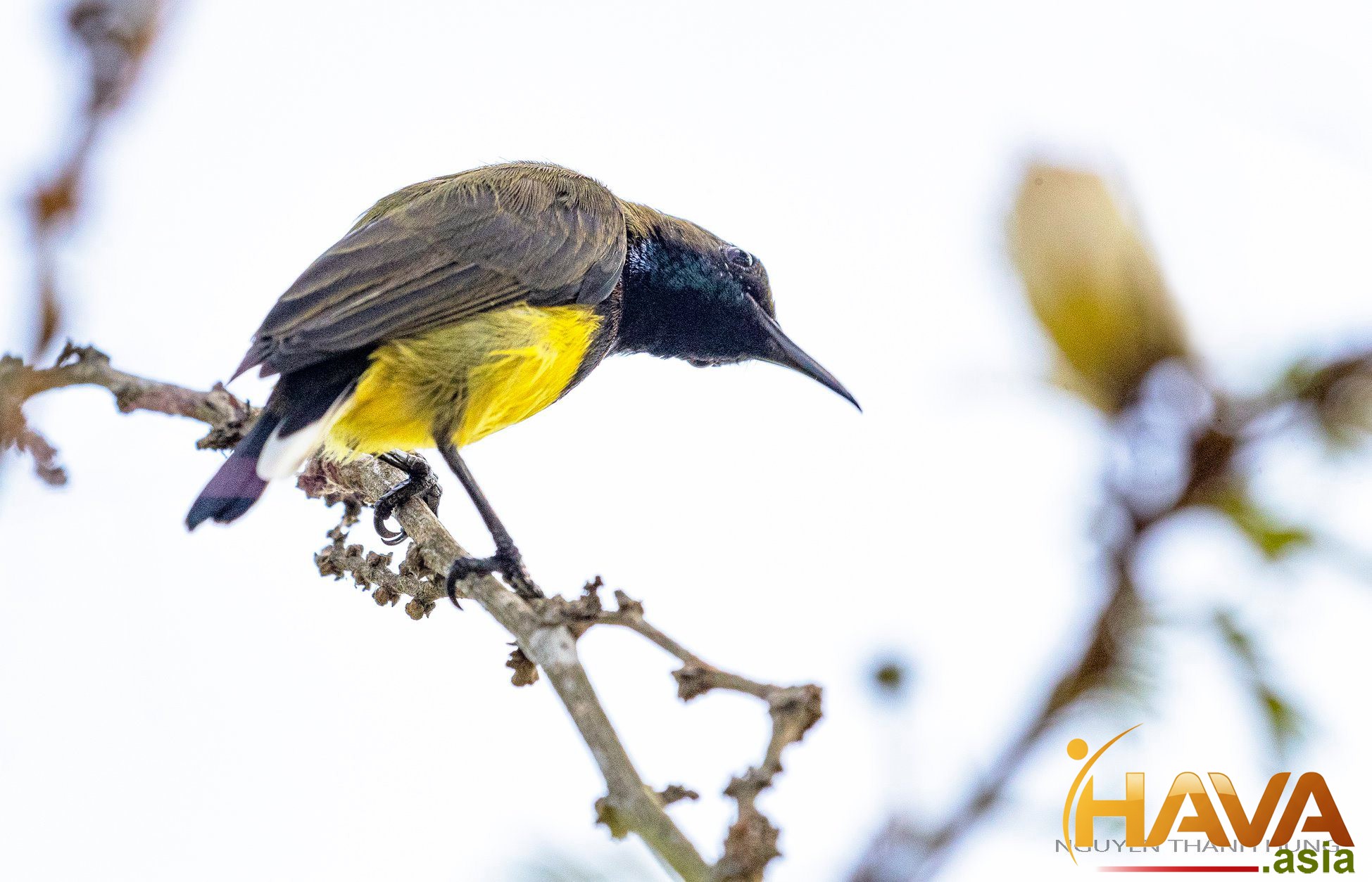 Phân biệt Coaching, Mentoring và Consulting - bạn thực sự cần gì?