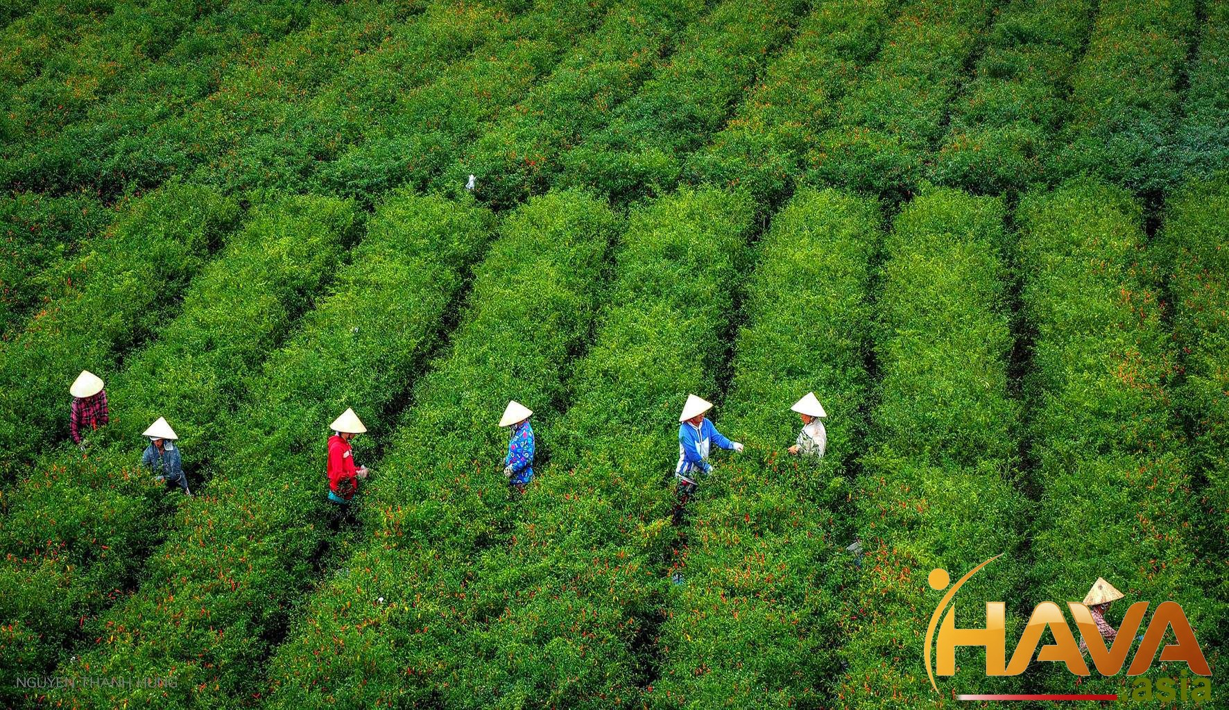 Hava Asia – Đồng hành cùng quá trình Lột xác Doanh nghiệp