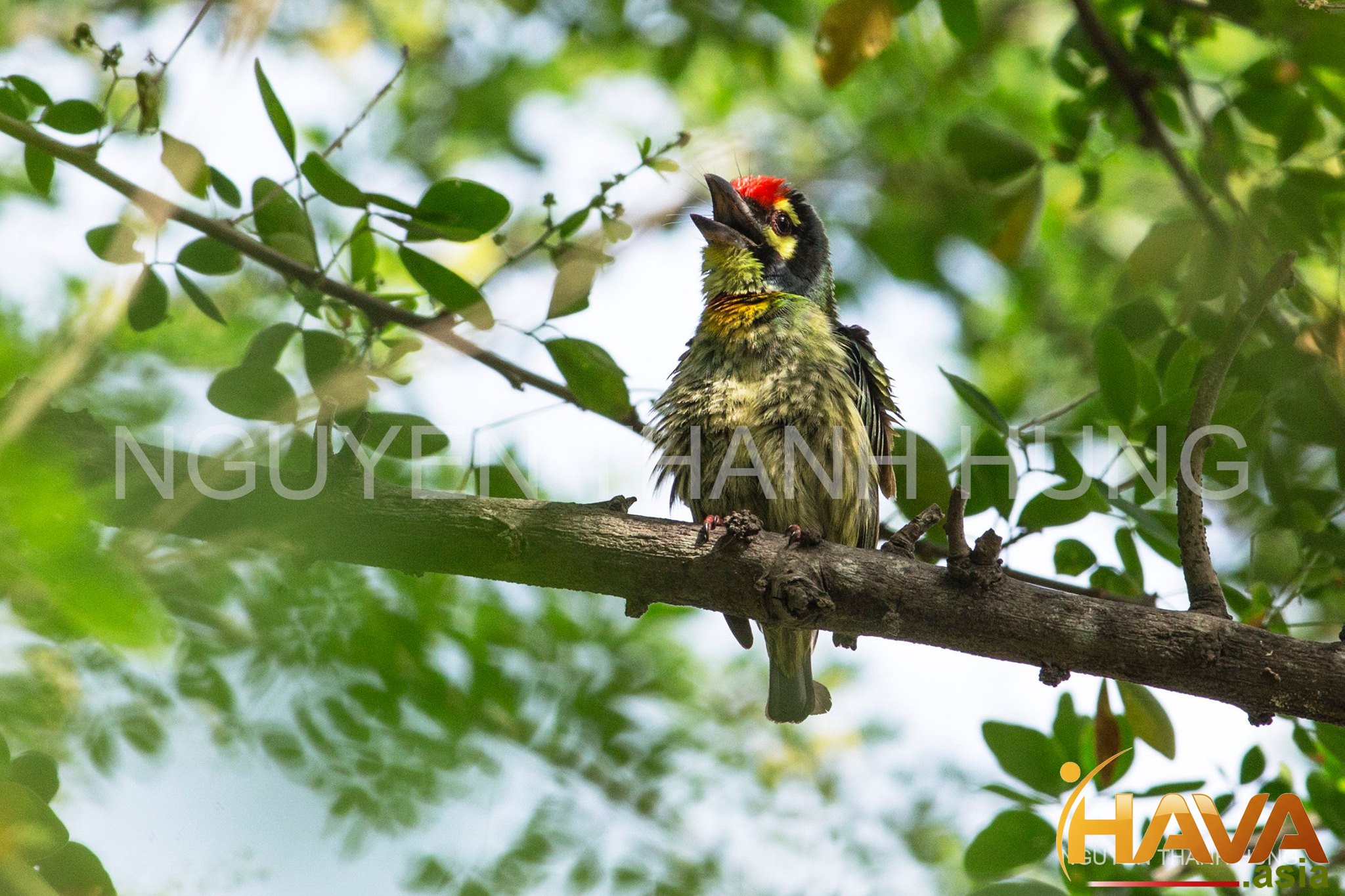 Tối ưu hóa cấu trúc vốn và bảng cân đối kế toán