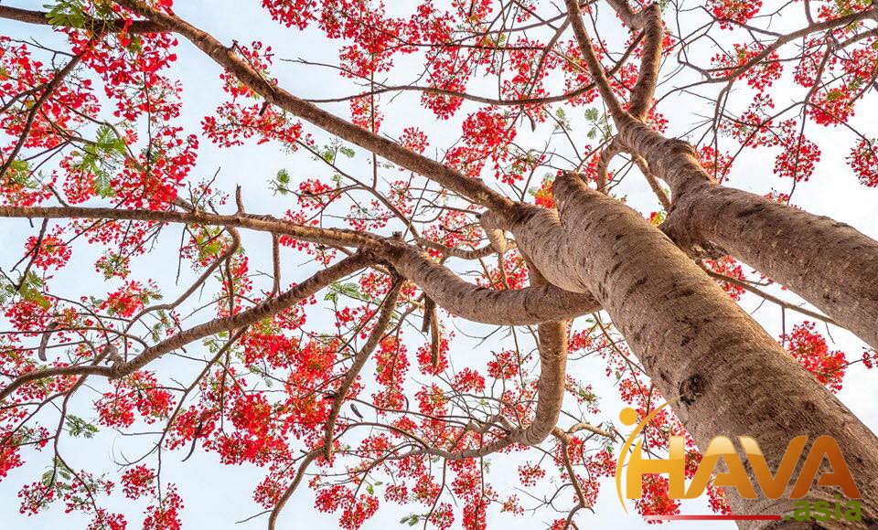 "Được ăn cả, ngã về không"